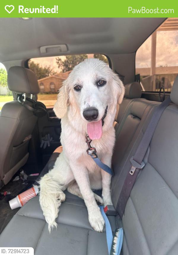 Reunited Female Dog last seen Near Country Manor Rd. , Fort Worth, TX 76134