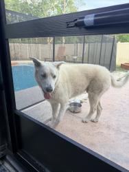 Reunited Male Dog last seen Cholo Trail, Jacksonville, FL 32244, USA, Jacksonville, FL 32244