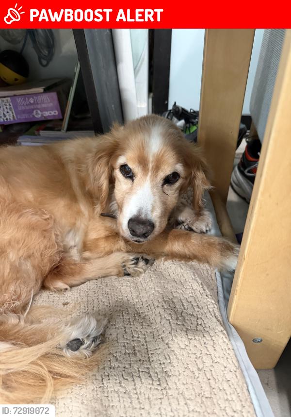 Lost Female Dog last seen Alviso ave , View Park-Windsor Hills, CA 90043
