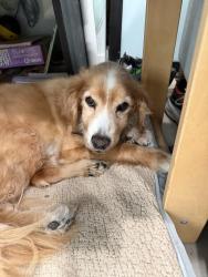 Lost Female Dog last seen Alviso ave , View Park-Windsor Hills, CA 90043