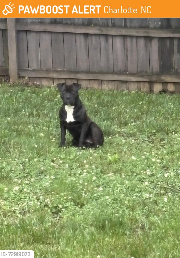 Found/Stray Male Dog last seen Gibbon & Nevin , Charlotte, NC 28269