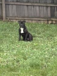 Found/Stray Male Dog last seen Gibbon & Nevin , Charlotte, NC 28269