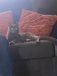 Lost Female Cat last seen Near S Sheridan Rd, Tulsa, OK 74129, Tulsa, OK 74129