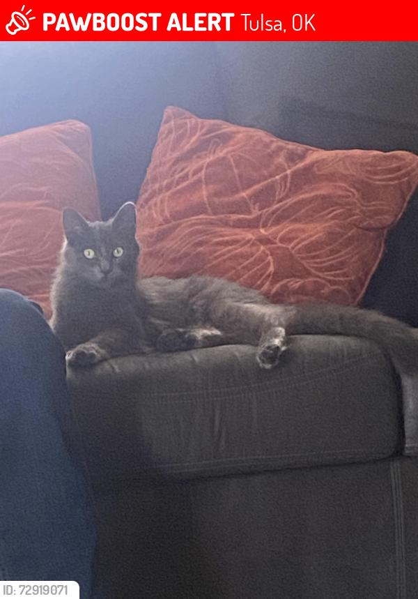 Lost Female Cat last seen Near S Sheridan Rd, Tulsa, OK 74129, Tulsa, OK 74129
