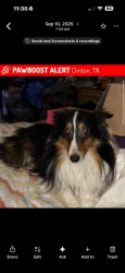 Lost Male Dog last seen Charles sievers bld Clinton park, Clinton, TN 37716