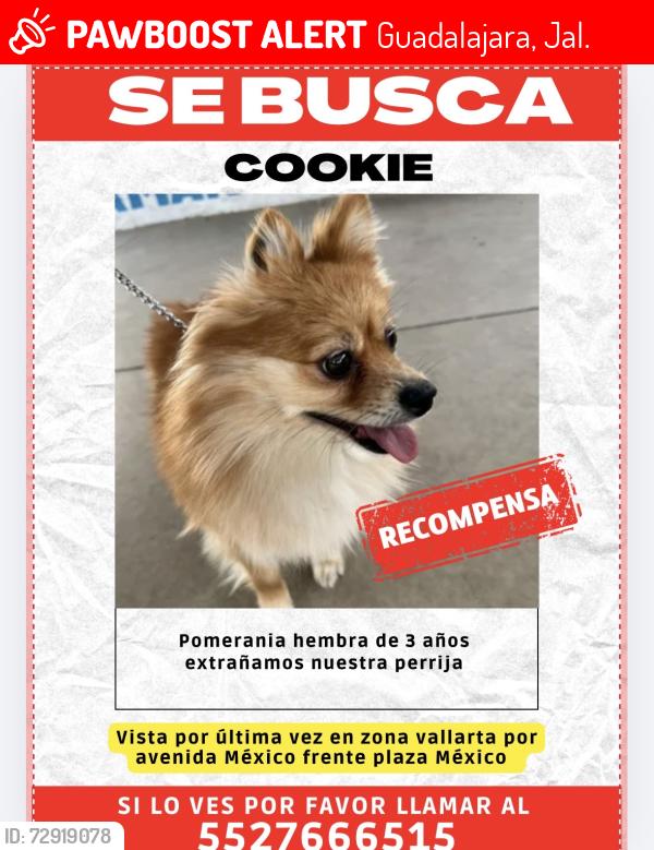 Lost Female Dog last seen Avenida México colonia vallarta, Guadalajara, Jal. 