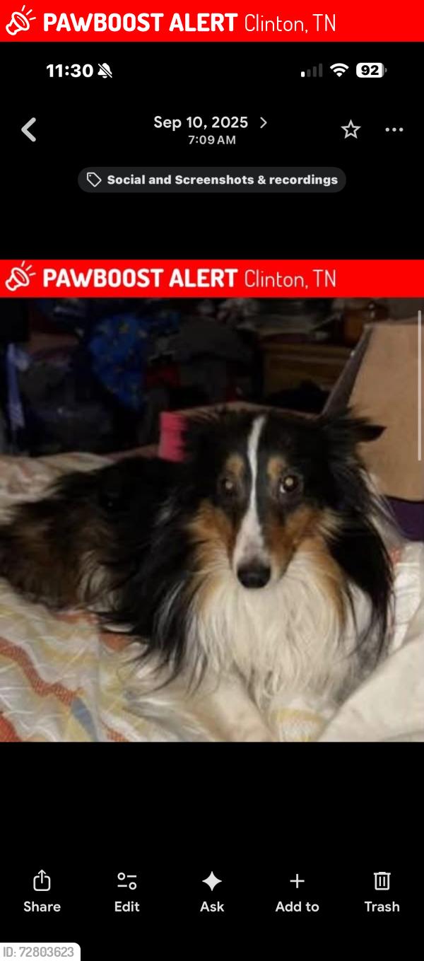 Lost Male Dog last seen Charles sievers bld Clinton park, Clinton, TN 37716
