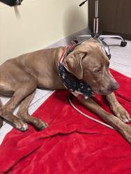 Reunited Male Dog last seen Near Walmart, Antioch, CA 94531