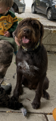 Lost Male Dog last seen Near honey , New Berlin, WI 53151