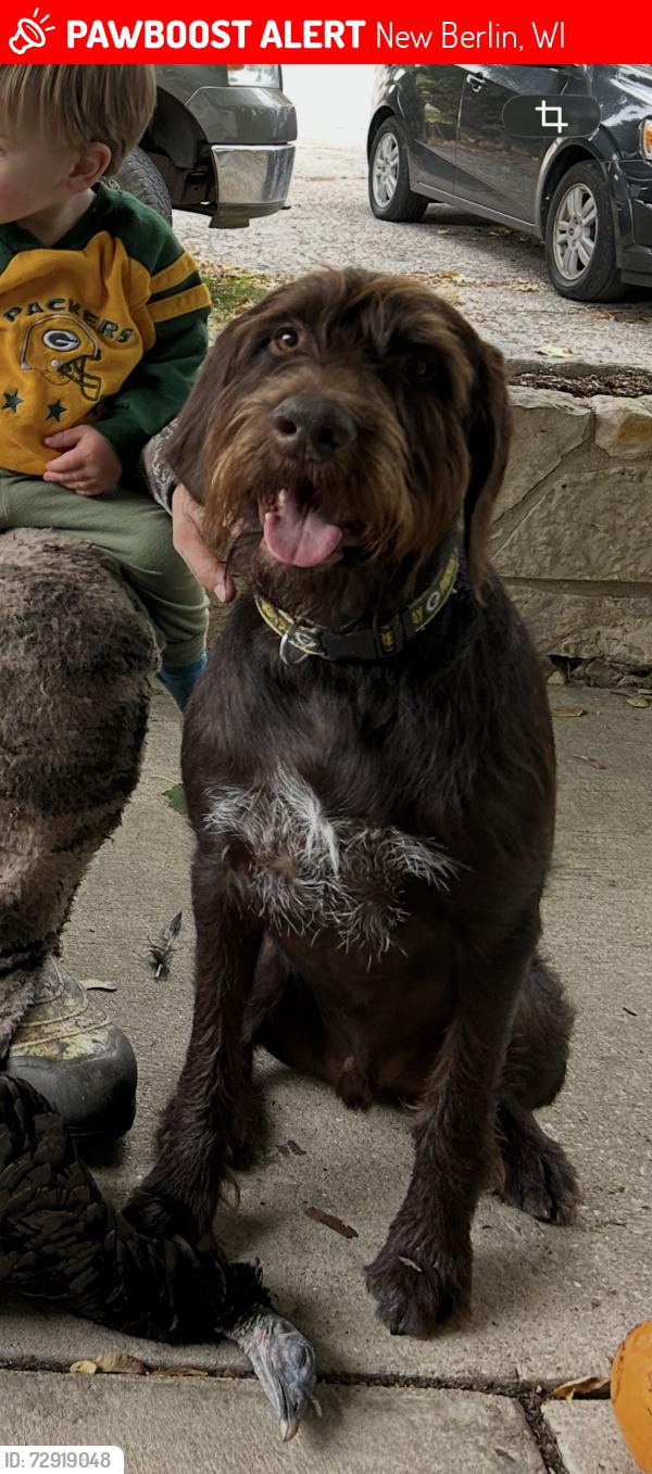 Lost Male Dog last seen Near honey , New Berlin, WI 53151