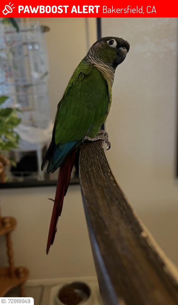 Lost Female Bird last seen Reyna and Meacham , Bakersfield, CA 93312