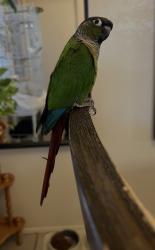 Lost Female Bird last seen Reyna and Meacham , Bakersfield, CA 93312