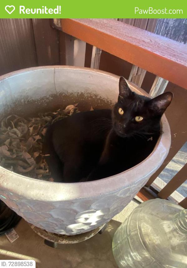 Reunited Female Cat last seen Near N. Garfield ave. , Pasadena, CA 91104