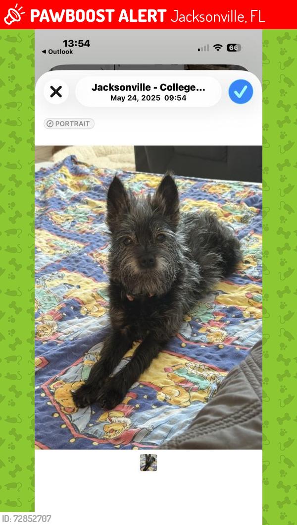 Lost Female Dog last seen Near Street, Jacksonville, FL 32206