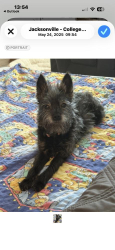 Lost Female Dog last seen Near Street, Jacksonville, FL 32206
