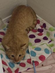 Found/Stray Male Cat last seen McClellan Ranch Neighborhood in Laveen, Phoenix, AZ 85339