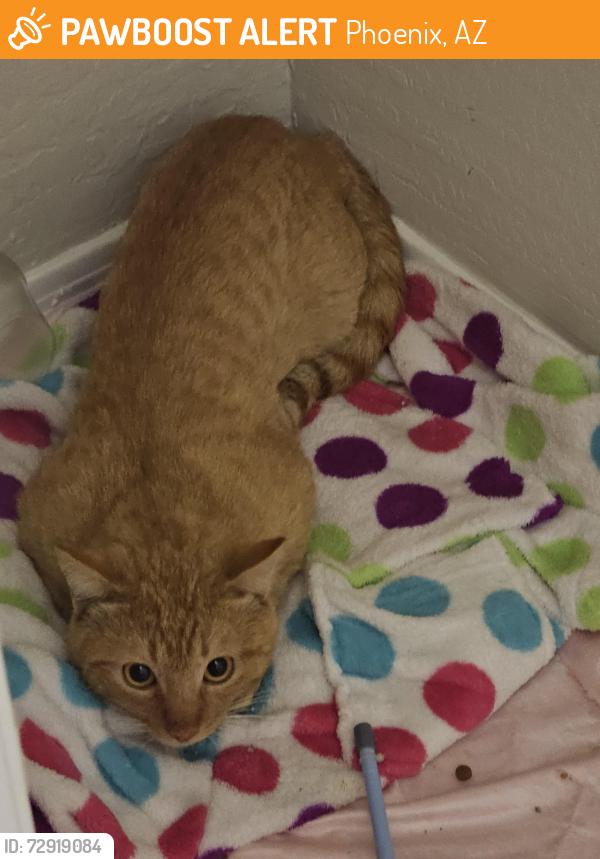Found/Stray Male Cat last seen McClellan Ranch Neighborhood in Laveen, Phoenix, AZ 85339