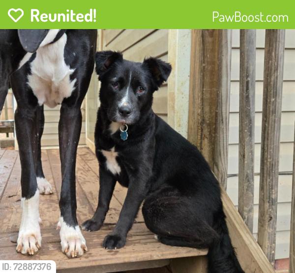 Reunited Female Dog last seen Residential neighborhood on Scott St. , Union, SC 29379