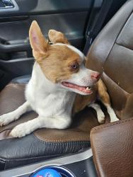 Reunited Male Dog last seen Tower and Hampden , Aurora, CO 80013