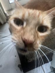 Found/Stray Male Cat last seen By UTSA blvd and Babcock , San Antonio, TX 78249
