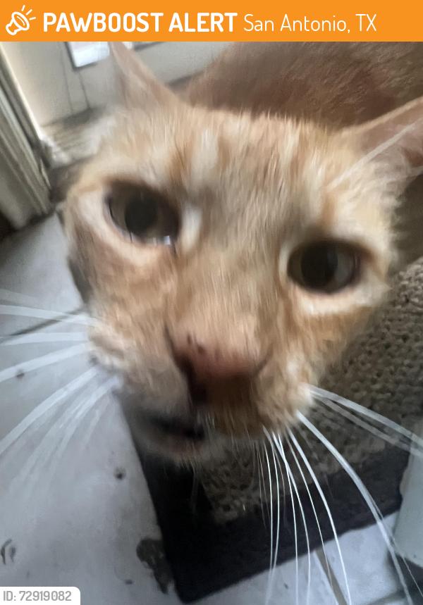 Found/Stray Male Cat last seen By UTSA blvd and Babcock , San Antonio, TX 78249
