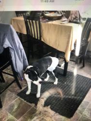 Reunited Female Dog last seen Conway and earl, Maplewood, MN 55119