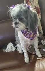 Reunited Female Dog last seen El Mirage Boulevard and lower Buckeye in Avondale, Avondale, AZ 85353