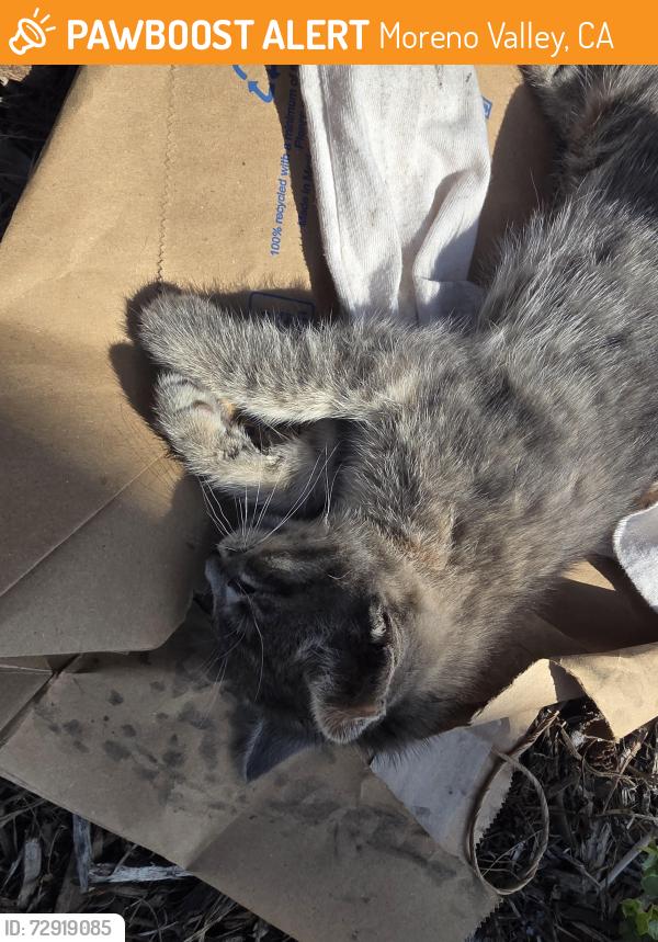 Found/Stray Unknown Cat last seen Eucalyptus and pan am, Moreno Valley, CA 92553