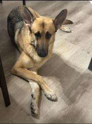 Lost Female Dog last seen Gleason Meadows, McDonough, GA 30252