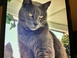 Lost Male Cat last seen Tesco, Bursledon, England SO31 8GE