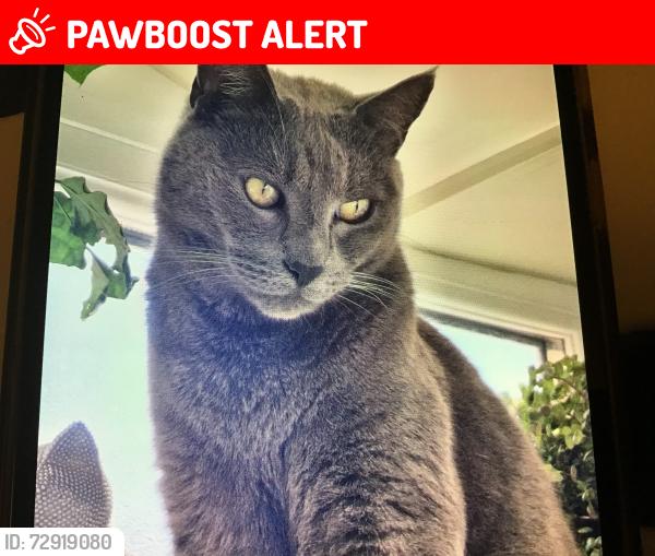 Lost Male Cat last seen Tesco, Bursledon, England SO31 8GE