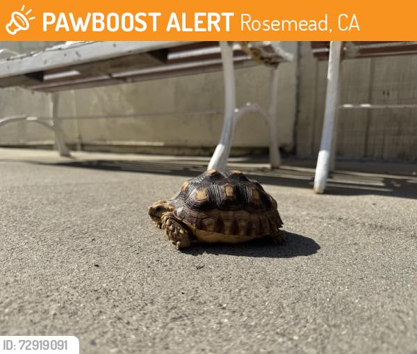 Found/Stray Unknown Reptile last seen Keim Street, Rosemead, CA 91770
