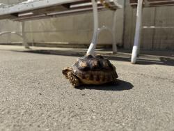 Found/Stray Unknown Reptile last seen Keim Street, Rosemead, CA 91770