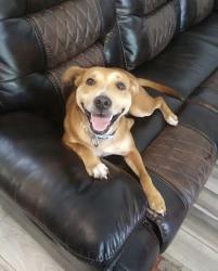 Lost Female Dog last seen Okito , Gainesville, FL 32608
