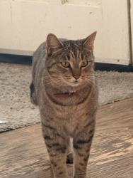 Reunited Female Cat last seen Oak Ave and Old Ranch Rd, C-bar-C Park, Citrus Heights, CA 95610
