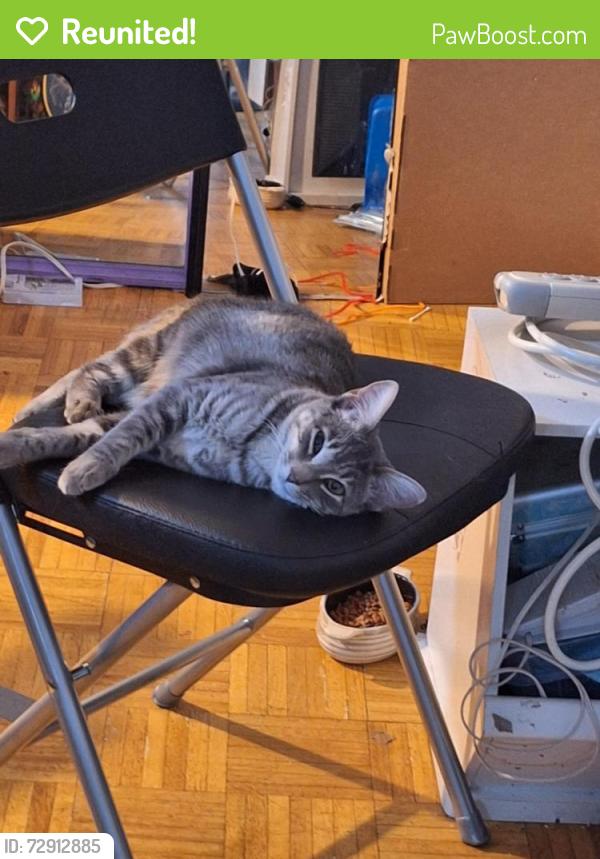 Reunited Female Cat last seen Calef road, Manchester, NH 03103