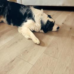 Reunited Male Dog last seen Carlise / Little Mack, Clinton Township, MI 48035