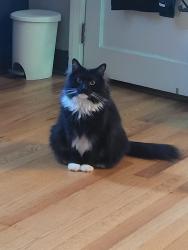 Reunited Male Cat last seen Parkside drive & Belair Rd, Baltimore, MD 21214
