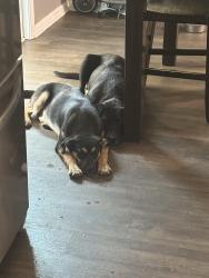 Found/Stray Male Dog last seen Ramsey and country club are , Fayetteville, NC 28301