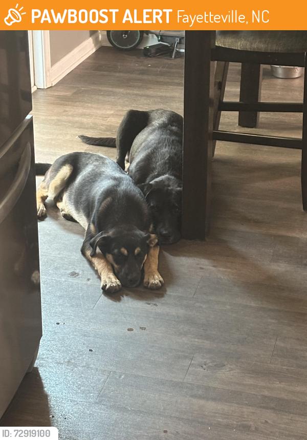 Found/Stray Male Dog last seen Ramsey and country club are , Fayetteville, NC 28301