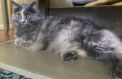 Reunited Female Cat last seen Russel Road - Bill St - Sams Rd - Williams Mill Rd , Rockford, TN 37853