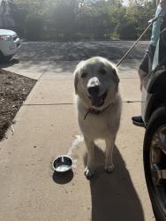 Reunited Male Dog last seen 29th & Steele , Denver, CO 80205