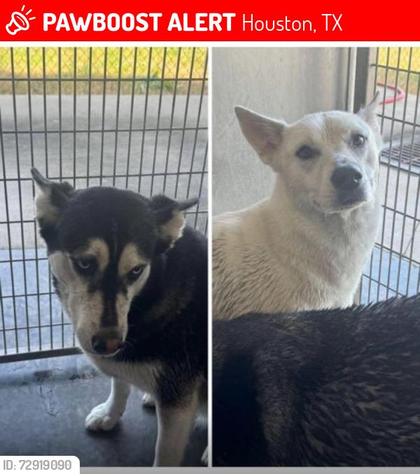 Lost Female Dog last seen Near Diana ln, Houston, TX 77062