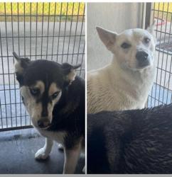 Lost Female Dog last seen Near Diana ln, Houston, TX 77062