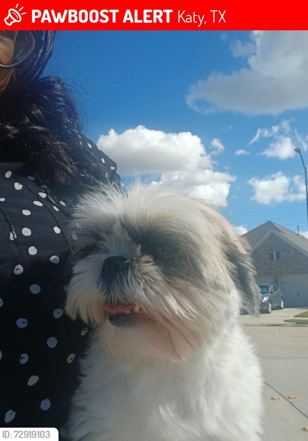 Lost Female Dog last seen https://maps.apple/p/Py5amCi8~vSduI, Katy, TX 77493