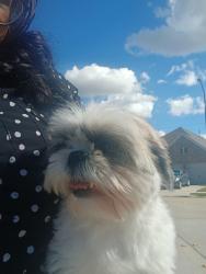 Lost Female Dog last seen https://maps.apple/p/Py5amCi8~vSduI, Katy, TX 77493