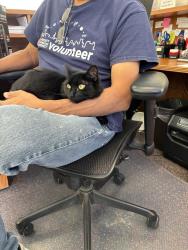 Reunited Unknown Cat last seen South main st , Walnut Creek, CA 94596