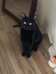 Lost Male Cat last seen Sunset & Central, Albuquerque, NM 87105