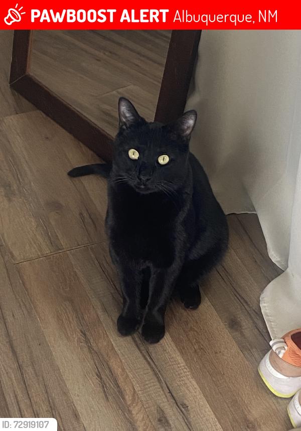 Lost Male Cat last seen Sunset & Central, Albuquerque, NM 87105
