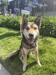 Found/Stray Male Dog last seen Fifth Ave and Moss St, Chula Vista, CA 91911